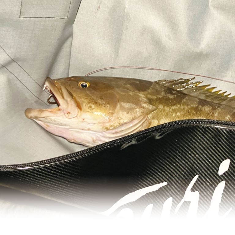 ビッグアークバック